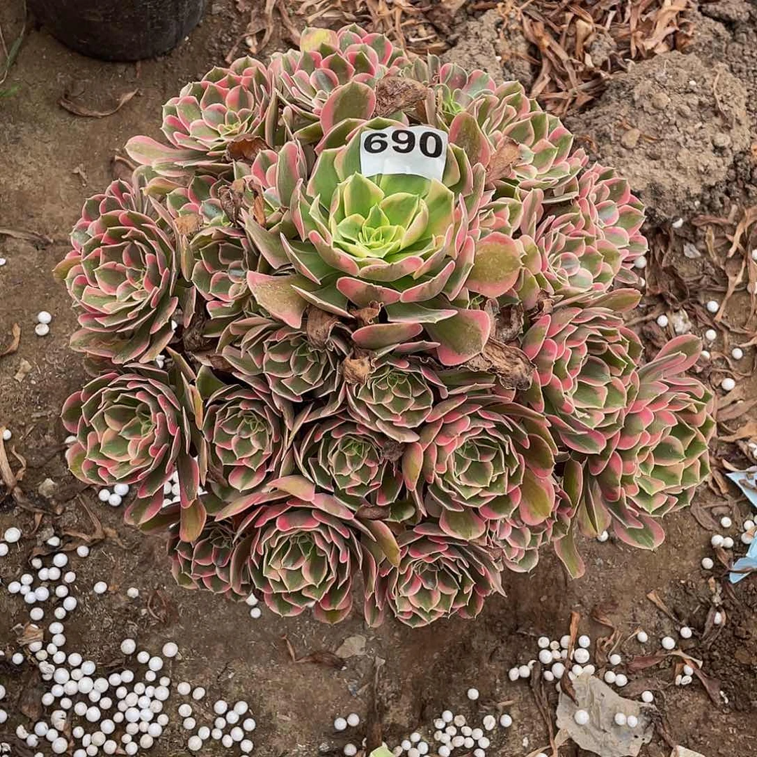 一***往多肉法师690号花样发货不包损