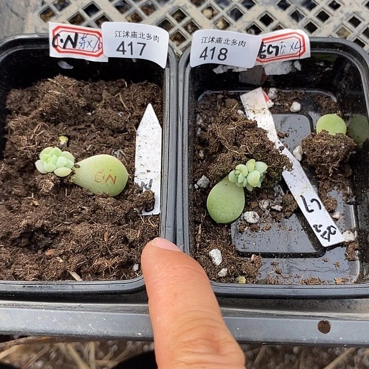 标417，418芽苗2颗