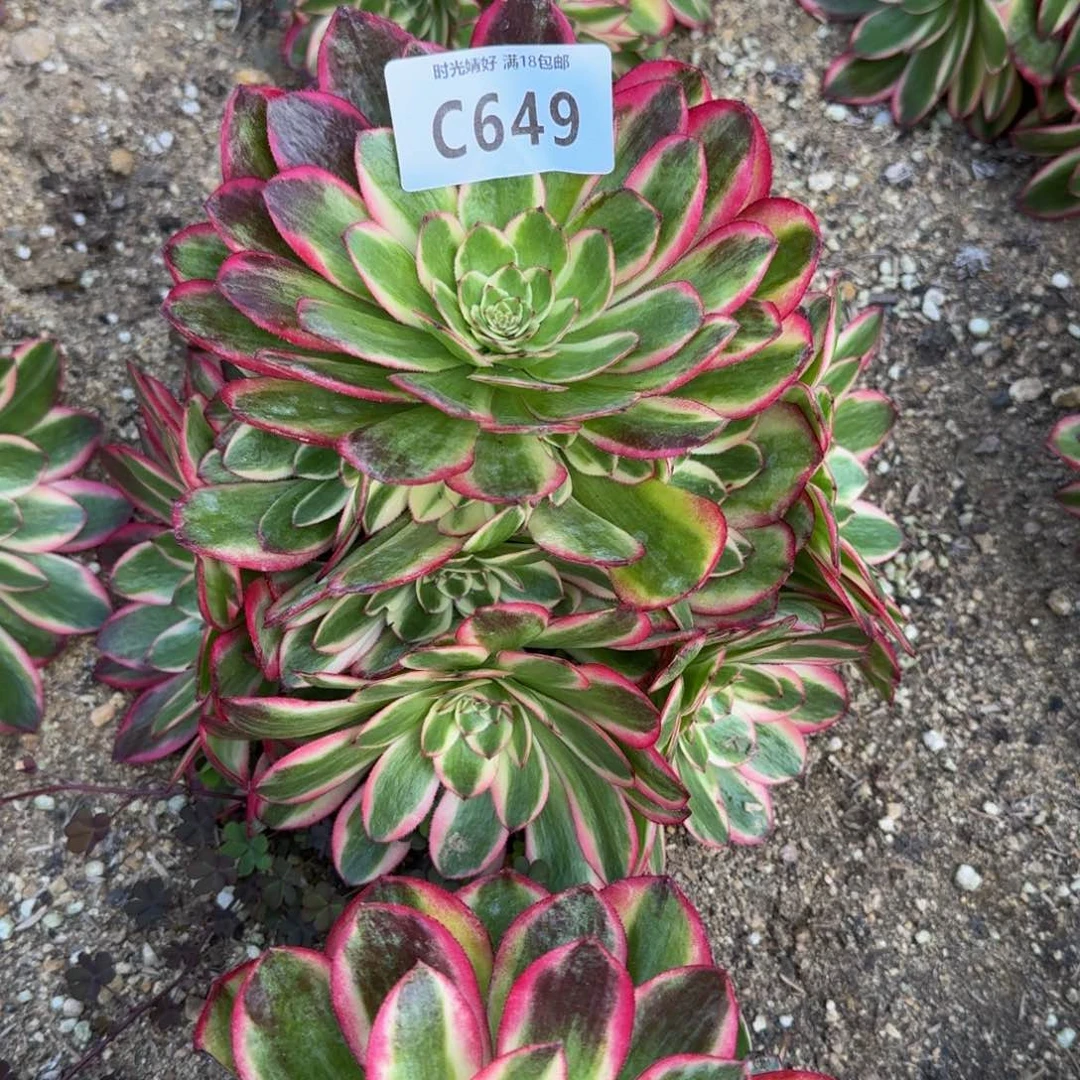 流*649火龙果寄养到秋，