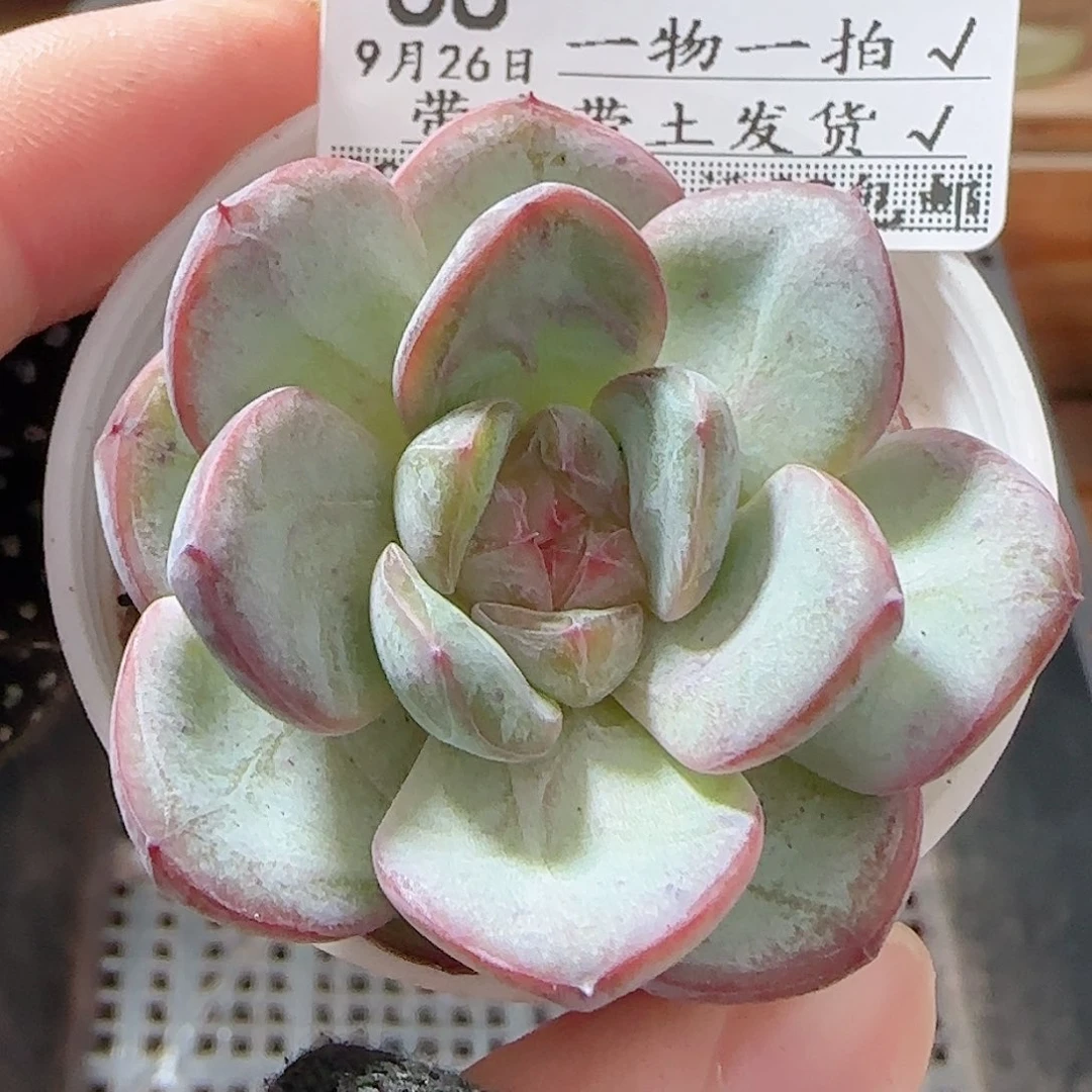 多肉0926--68星星珍妮