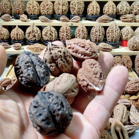 文玩核桃把件昨**辰散籽