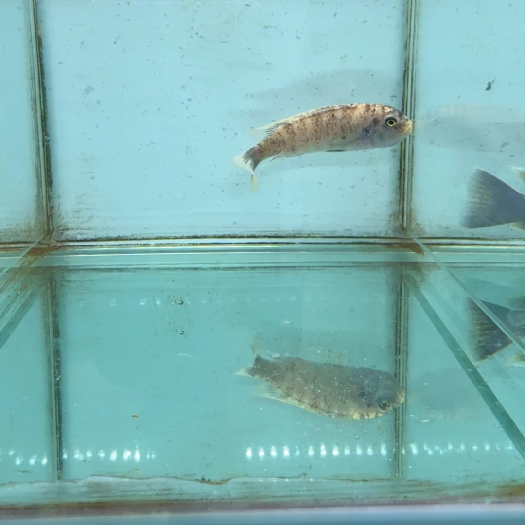 一***旅海水1064母。