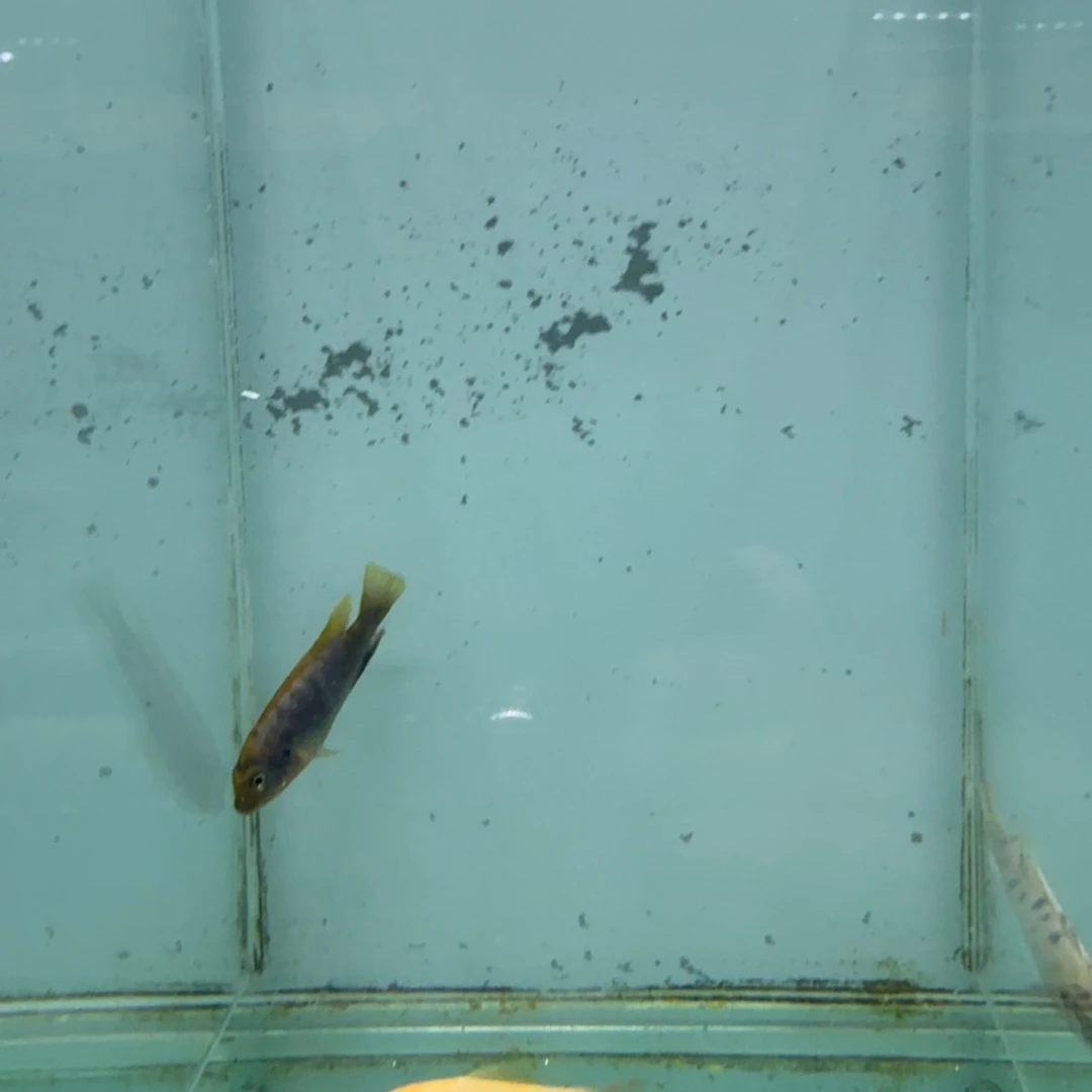慈鲷1081红鸡。