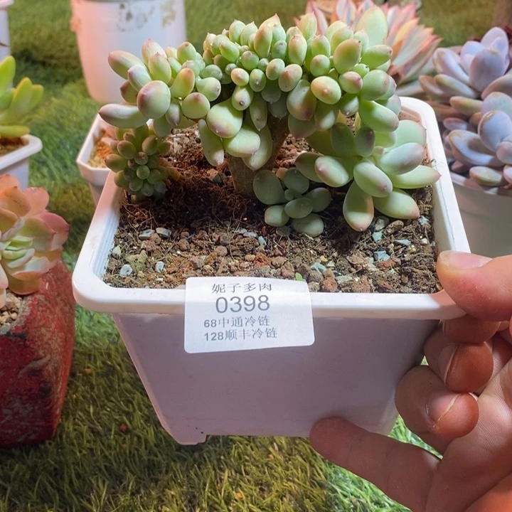 0398啊啊啊啊啊啊啊啊啊啊