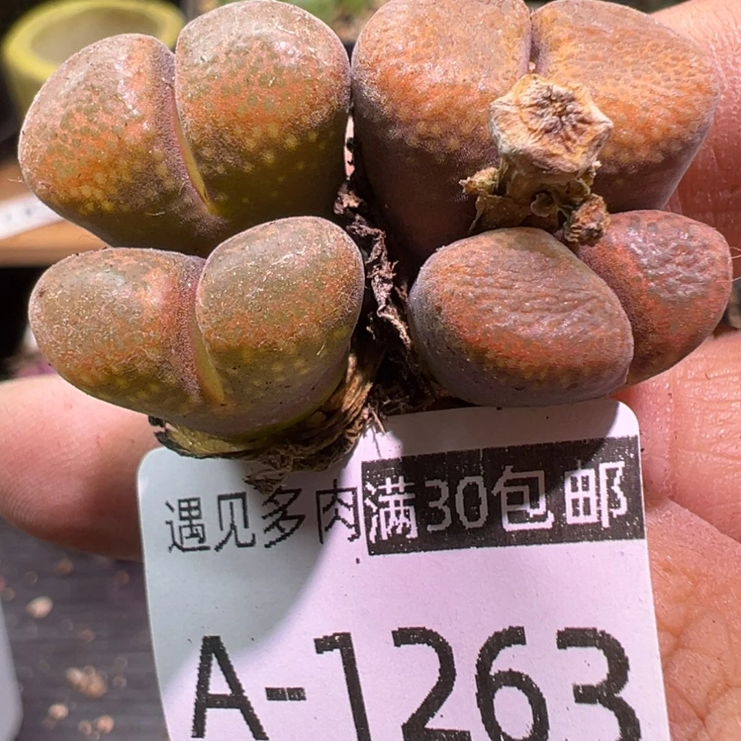 多肉植物1111111111111