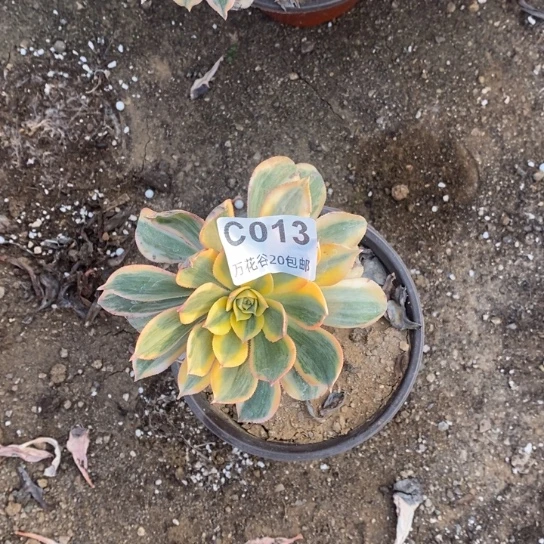 013灿烂多肉植物