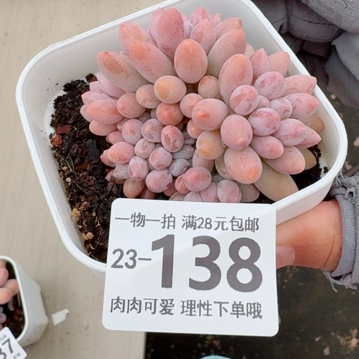婴儿手指无盆土发货无盆土