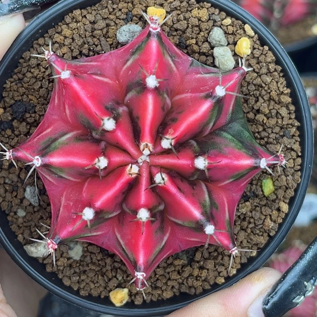 泰系米哈锦 带盆土发货