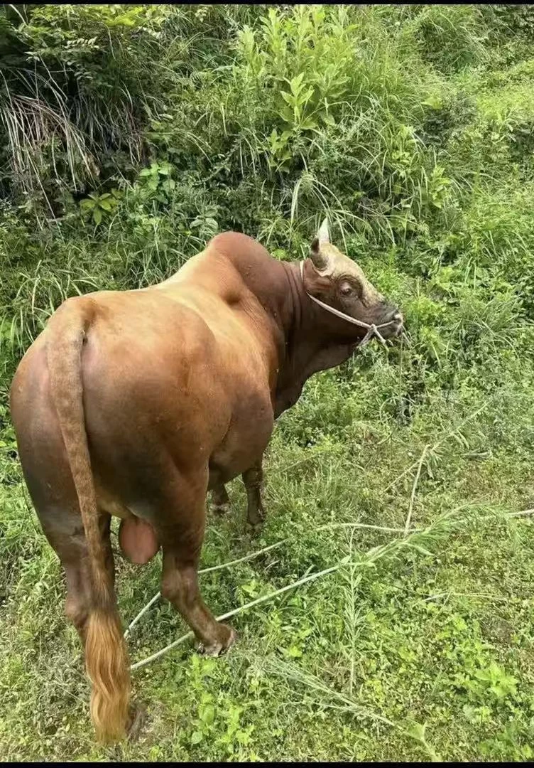 贵州农家散养土黄牛新鲜现杀顺丰冷链发货牛杂