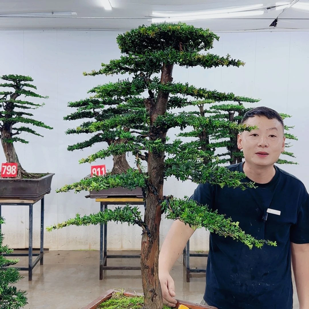 无花朵盆景园林……