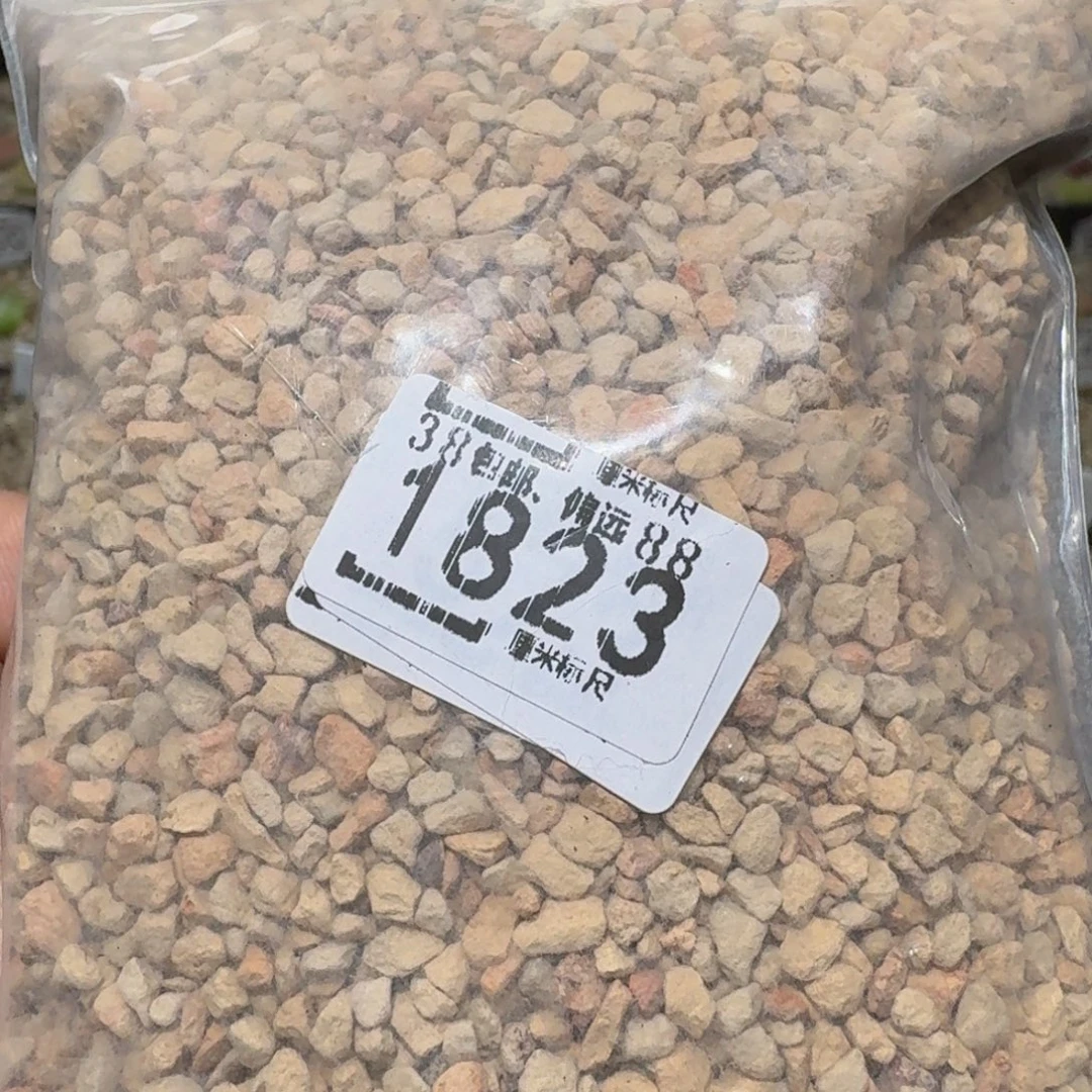 Ssss精品生石花1823