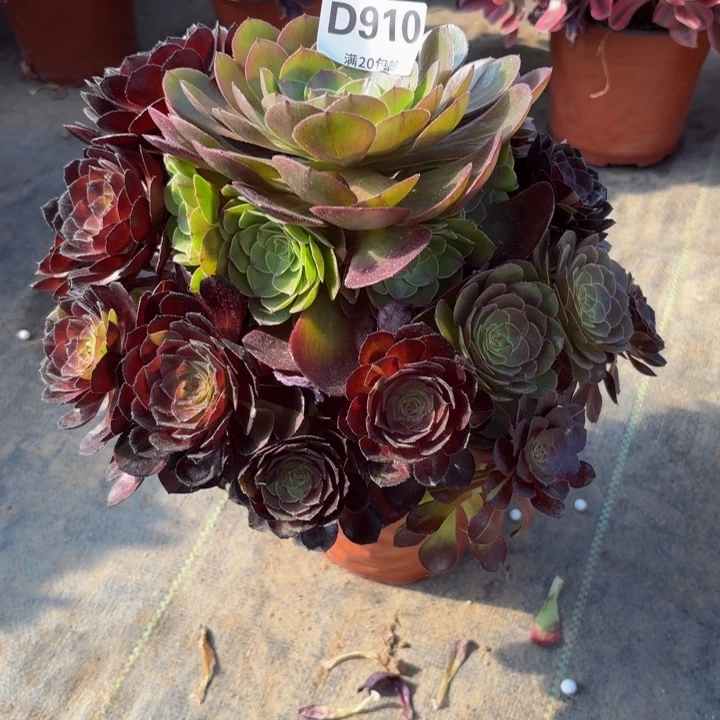 瑞妈多肉植物 910