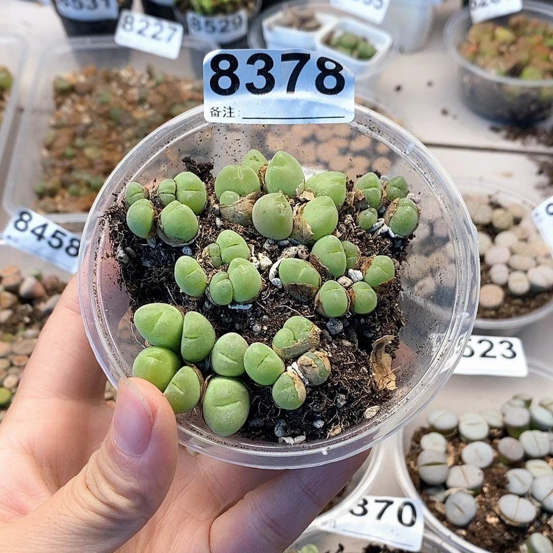 8378毛脆滴群快快乐