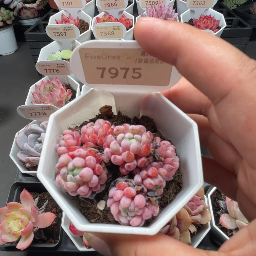 7975娜亚小精灵4.5厘米