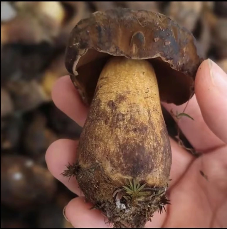 【云南黑牛肝】新鲜黑牛肝精品云南牛肝菌新鲜采摘新鲜云南新鲜菌菇
