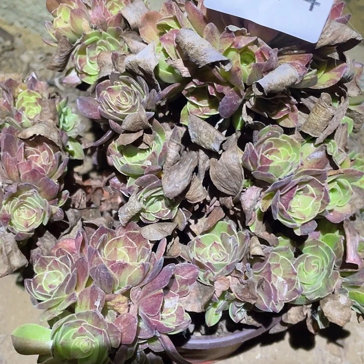 多肉植物法师594花月夜