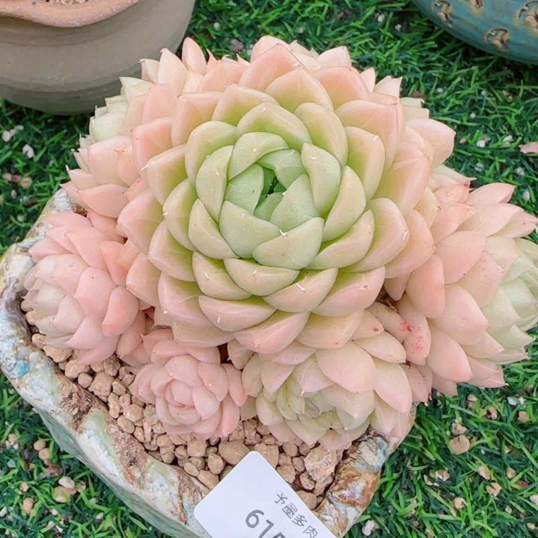 麦秆群，6156多肉植物
