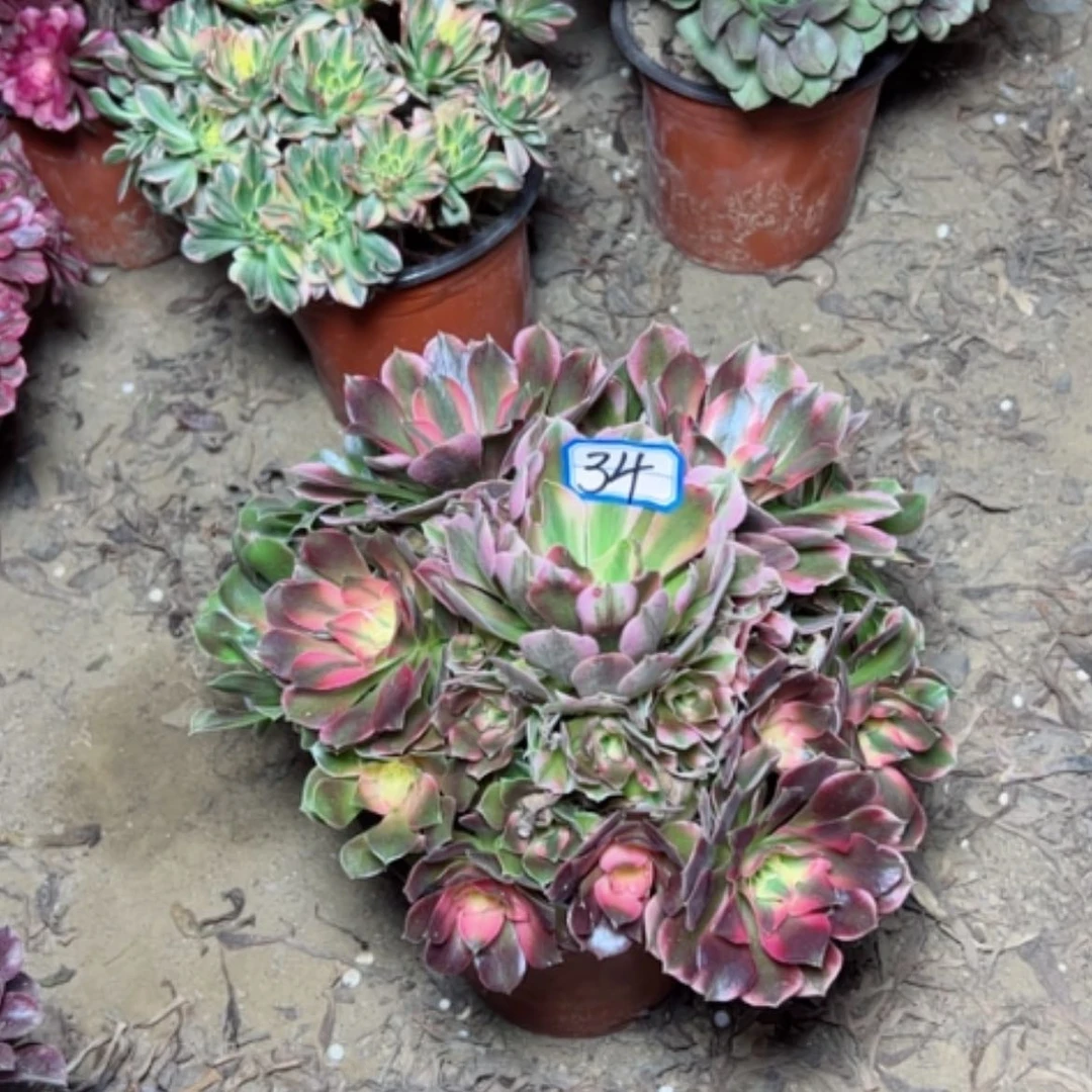 【闪购商品】香飞34