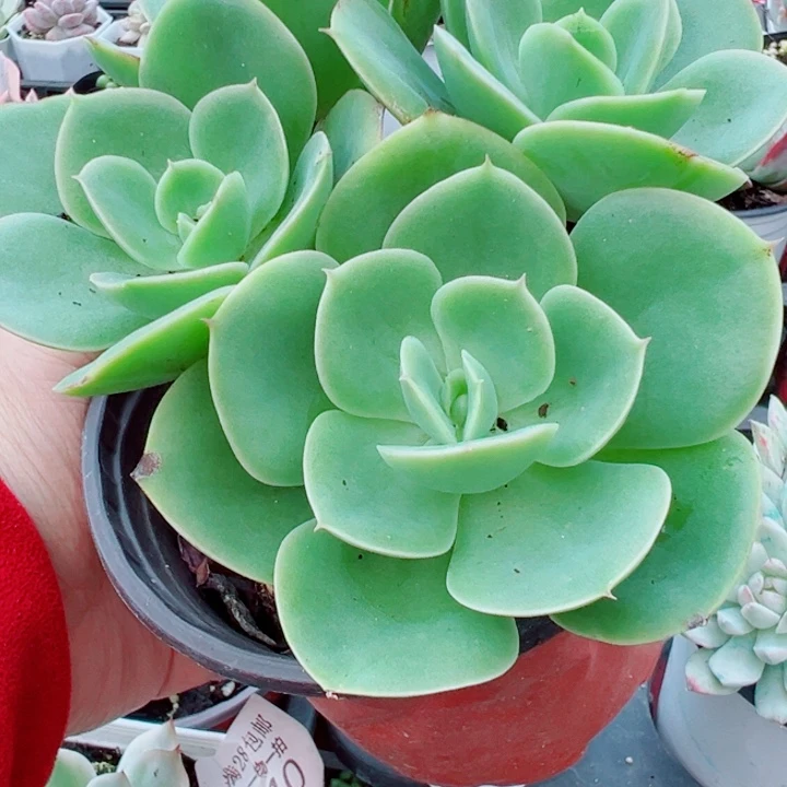 星娜塔老桩多肉植物多肉