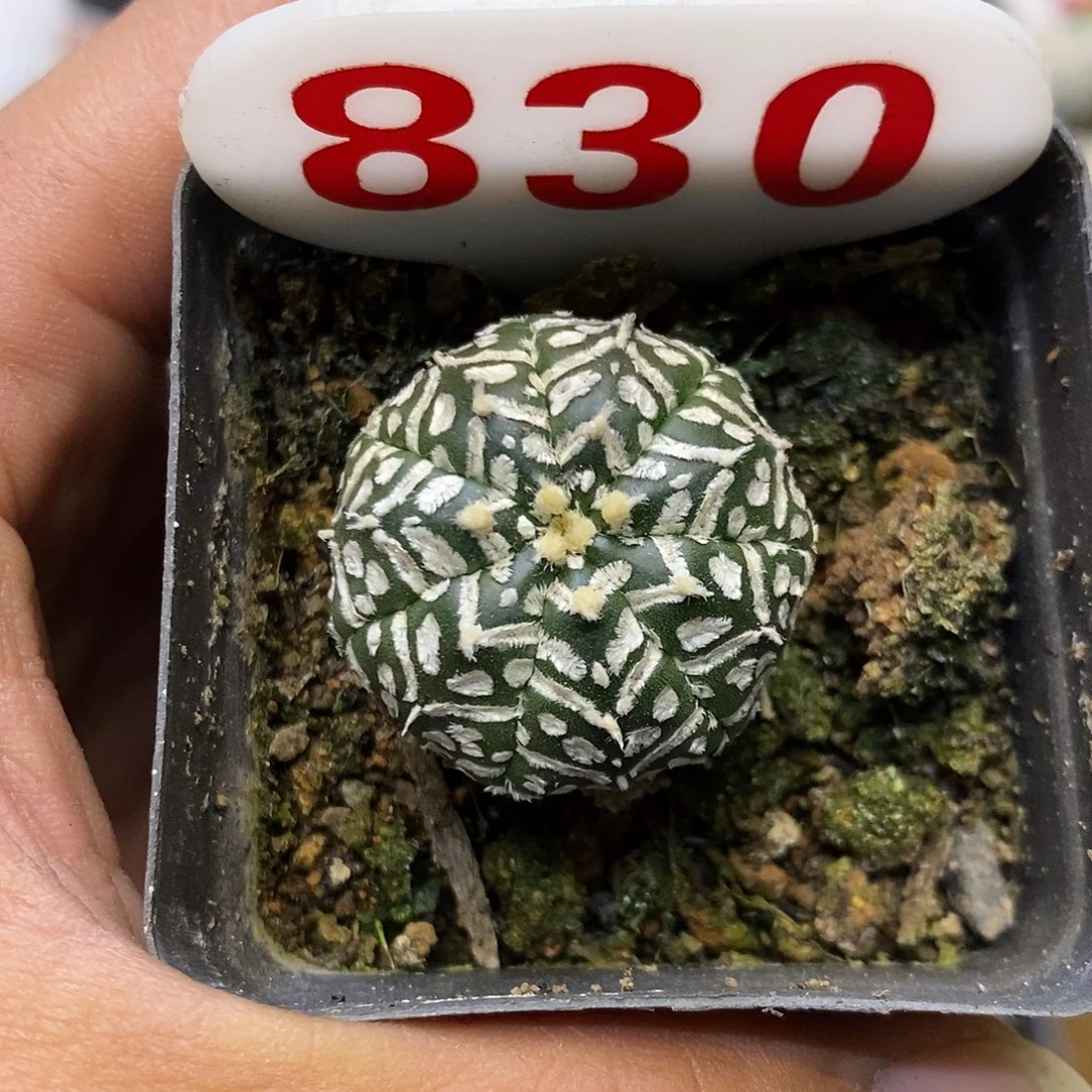 830福利特价来了哦耶