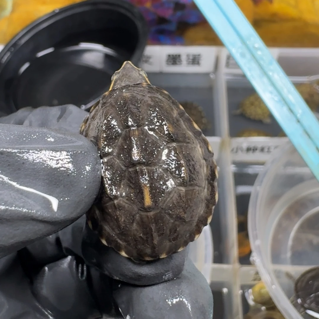 宠物龟不分公母麝香