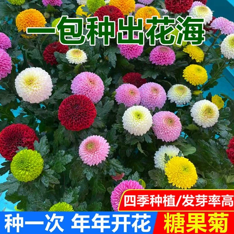 乒乓菊花种子四季开花阳台庭院种植净化空气菊花盆栽绿植花种籽-
