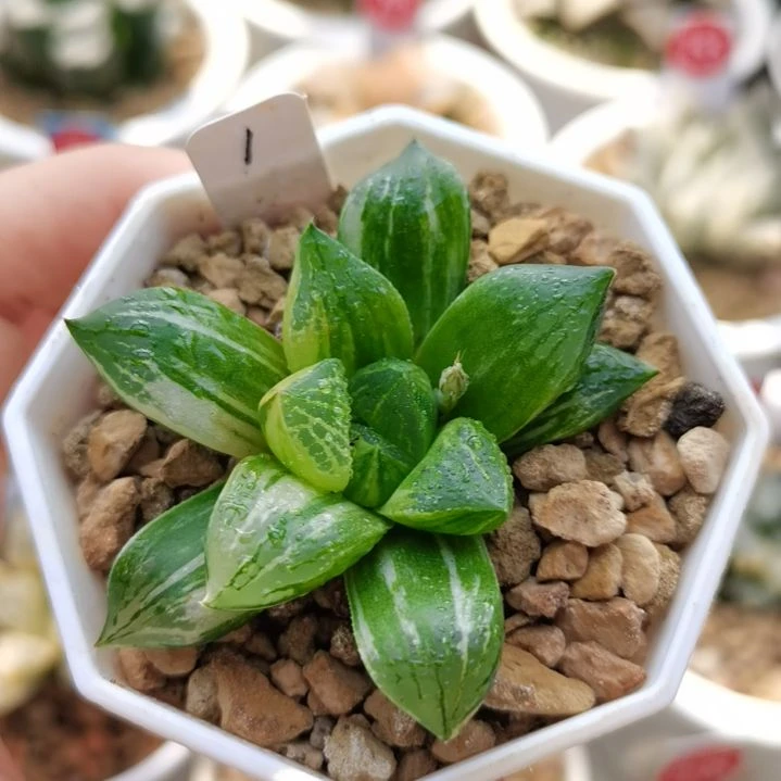 1号寿锦一物一拍带盆土发货