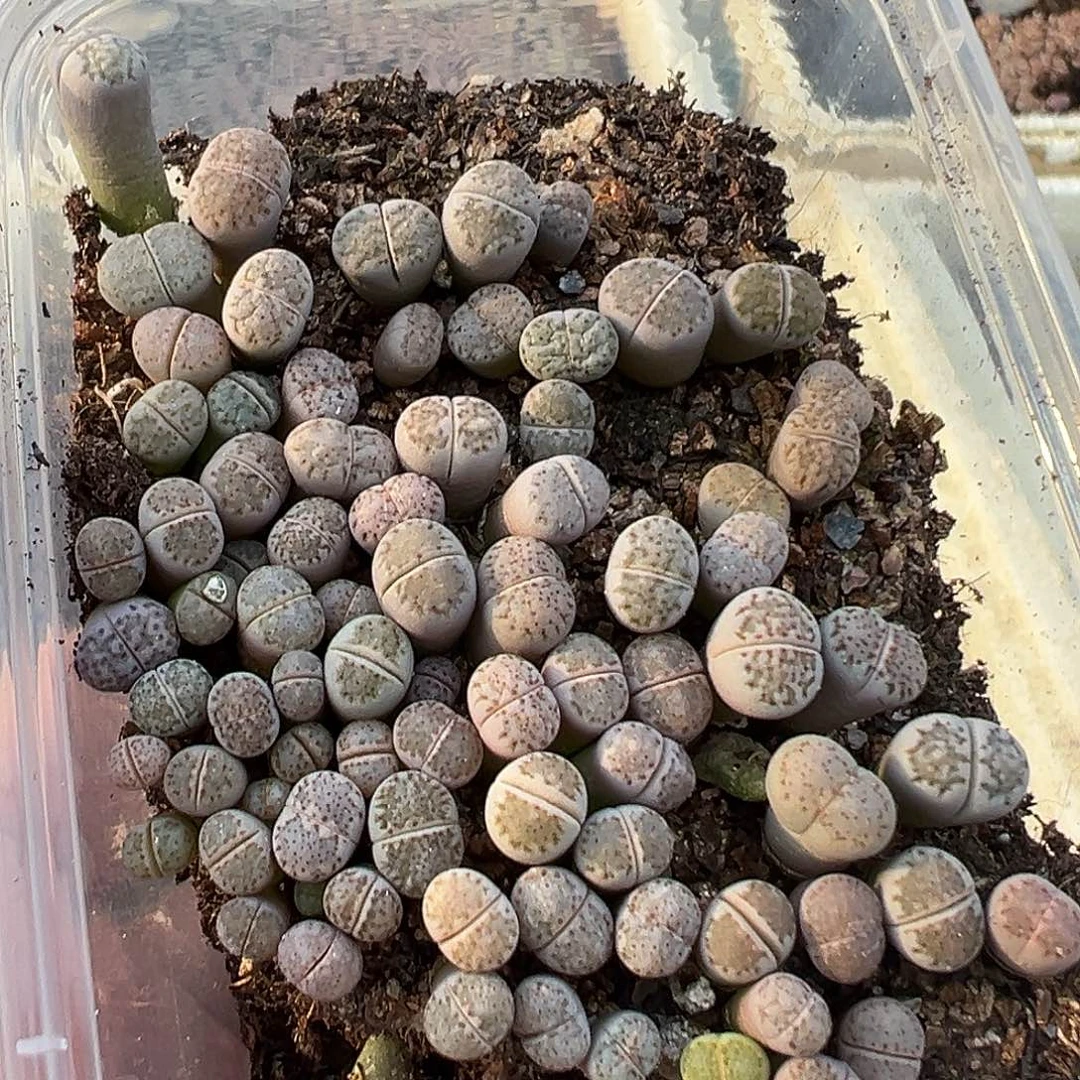 3204饼干小苗开播福利