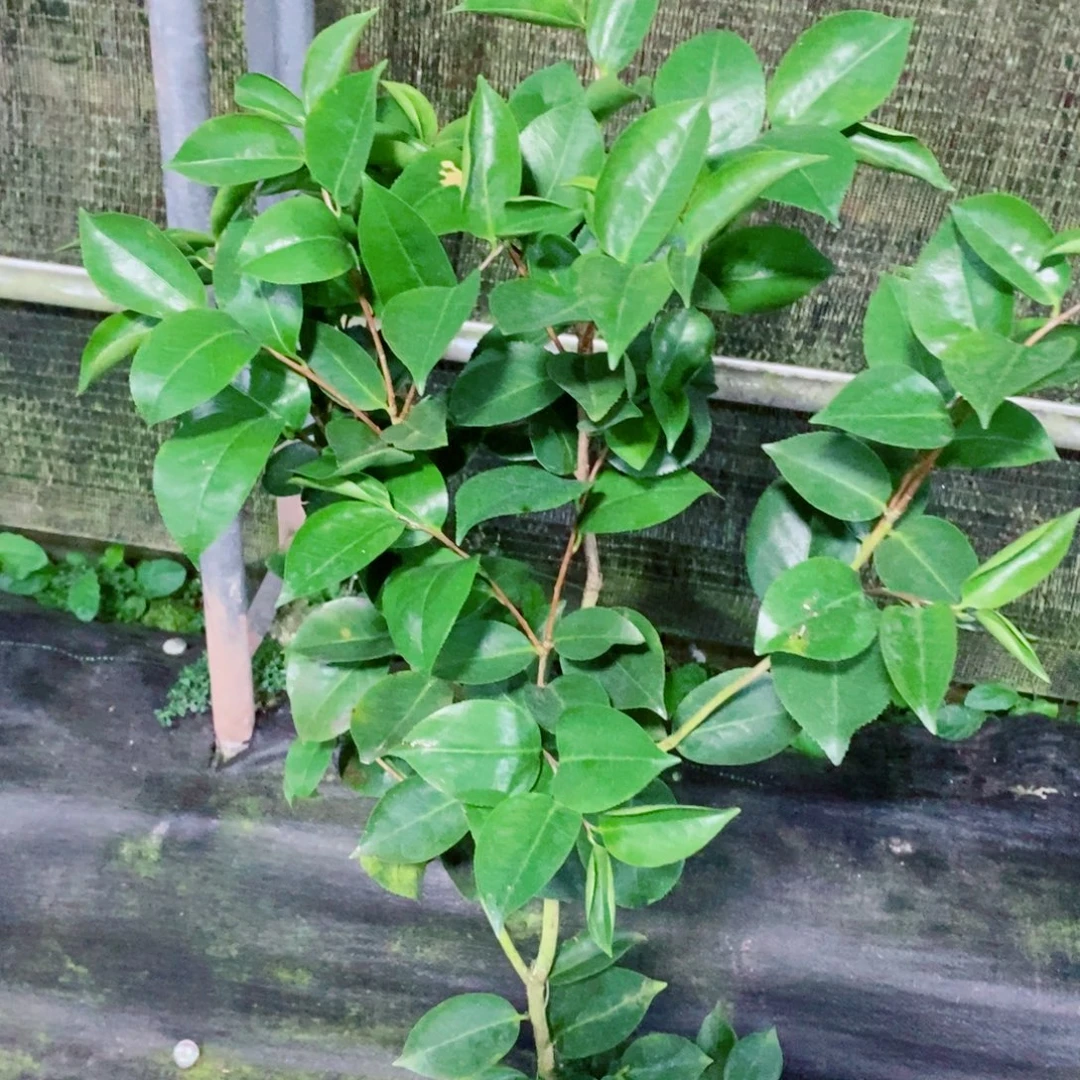 完全开放花佛鼎茶花