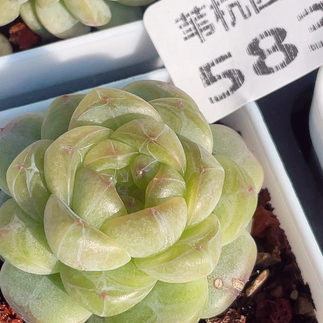 583中考倒考题的答案解析及答案