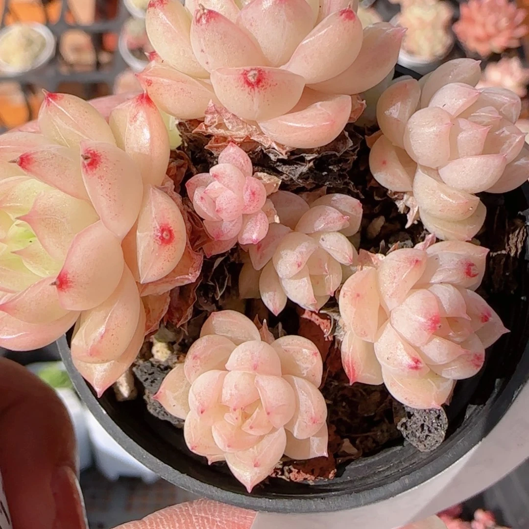 ₍***星花语多肉1211-296散