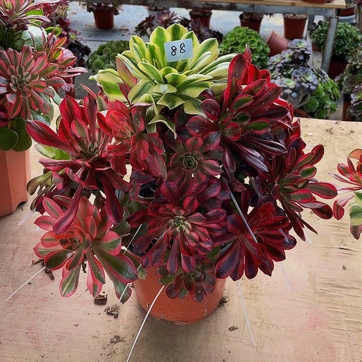 平*架接法师一个88号