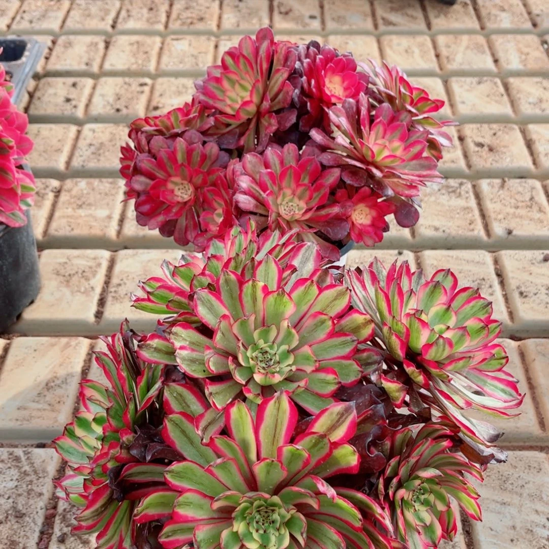 凌波仙子+月婵量拍组合