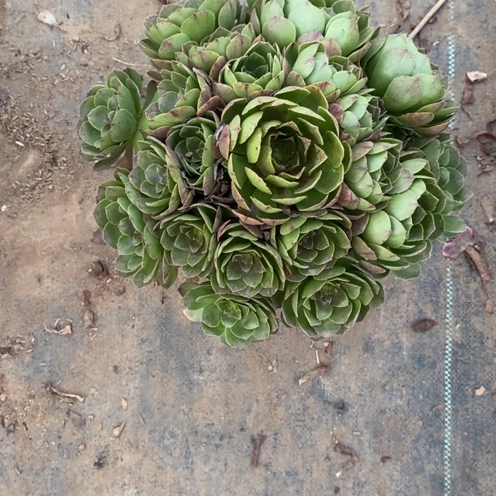 万圣节拉丝11多肉植物法师法师