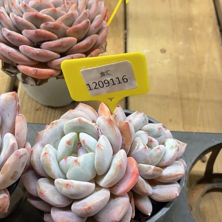 福利多多。1209116