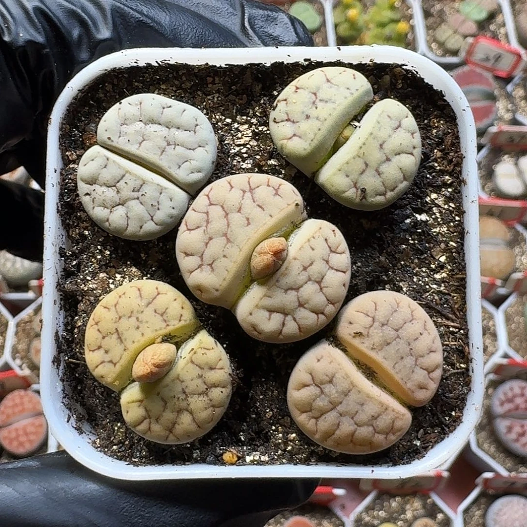 生石花111111。 1公分7。  78