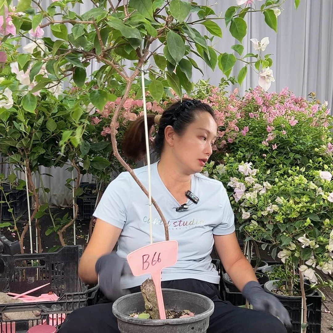 一***顺当前无花栽培后可以开花B66广红英