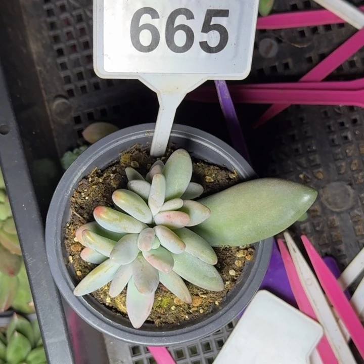 多肉植物企鹅群665