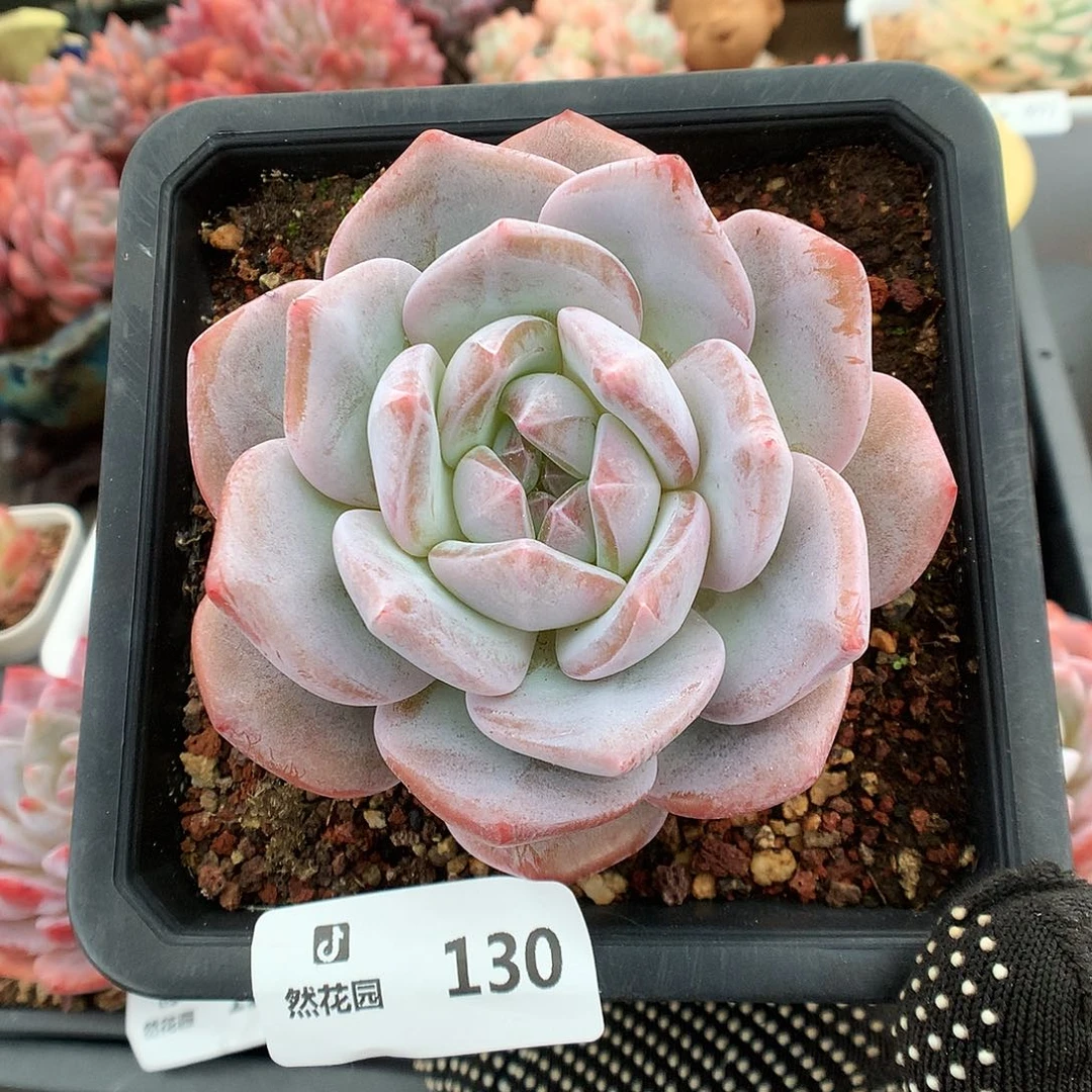 130星影多肉植物6666