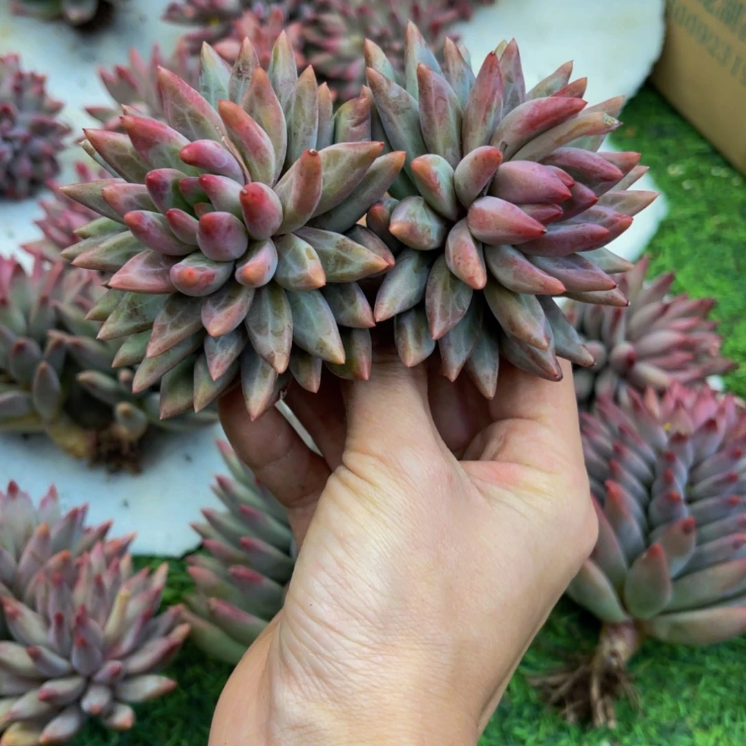 曦**虞美人发货11111111