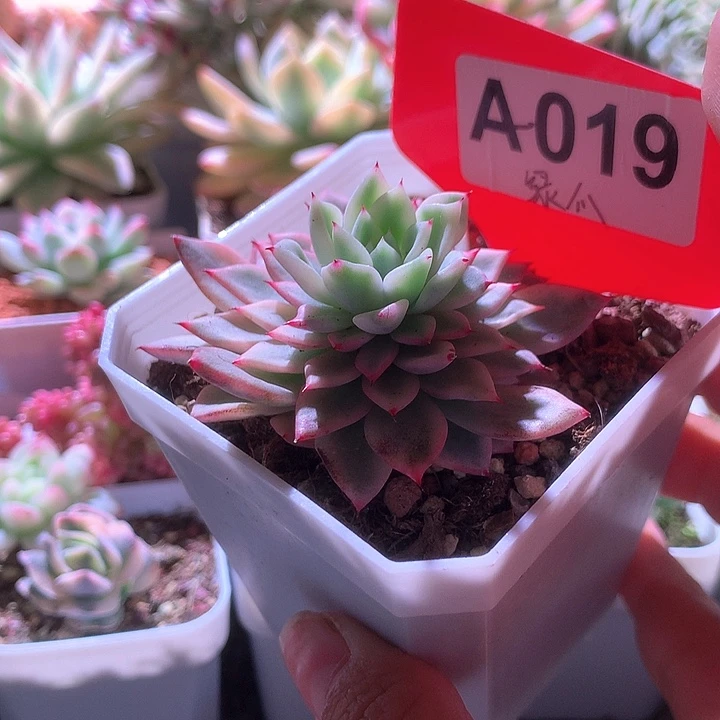 绿爪覆轮锦有根有