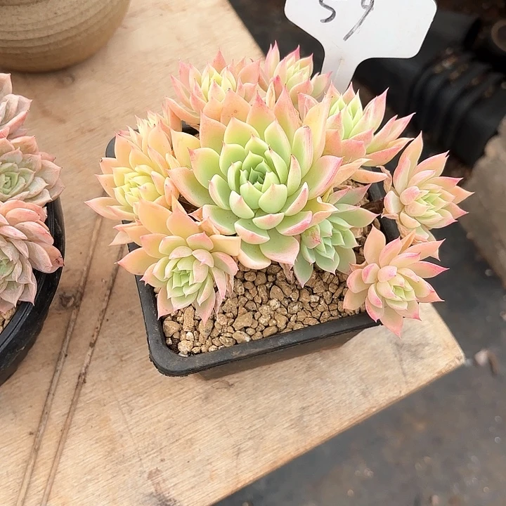 多肉植物，三色景59号