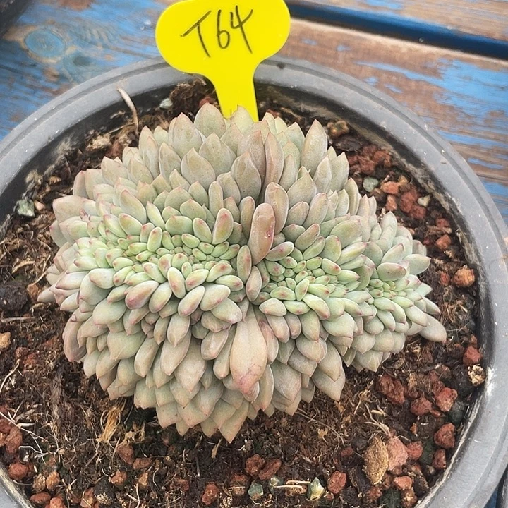 爱丽儿缀化多肉植物64