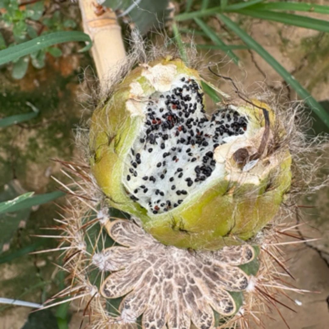 悠悠仙人球彩草2025年新种子