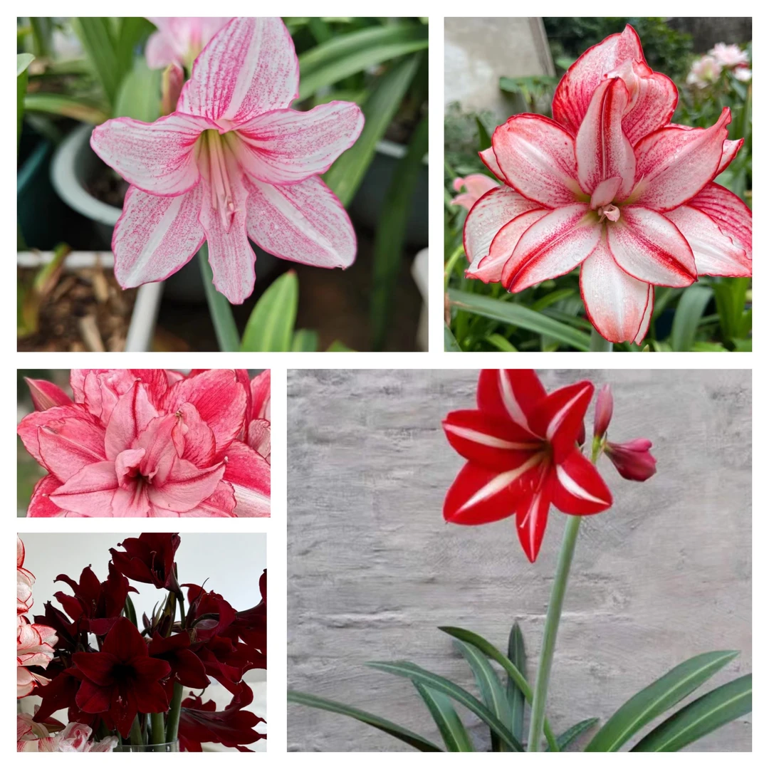 【朱顶红组培工厂大礼包】澳朱台朱朱自育杂交朱顶红裸根种球默认有