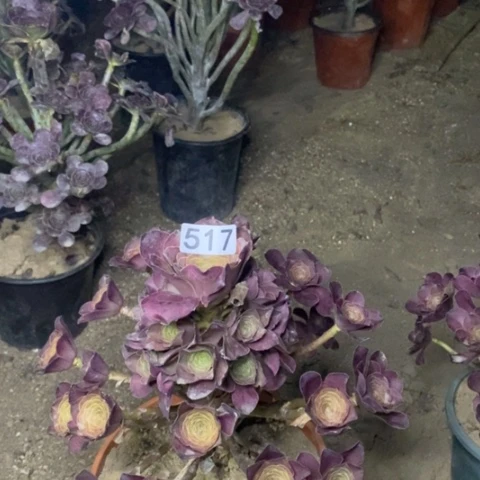 517，魅金多肉法师