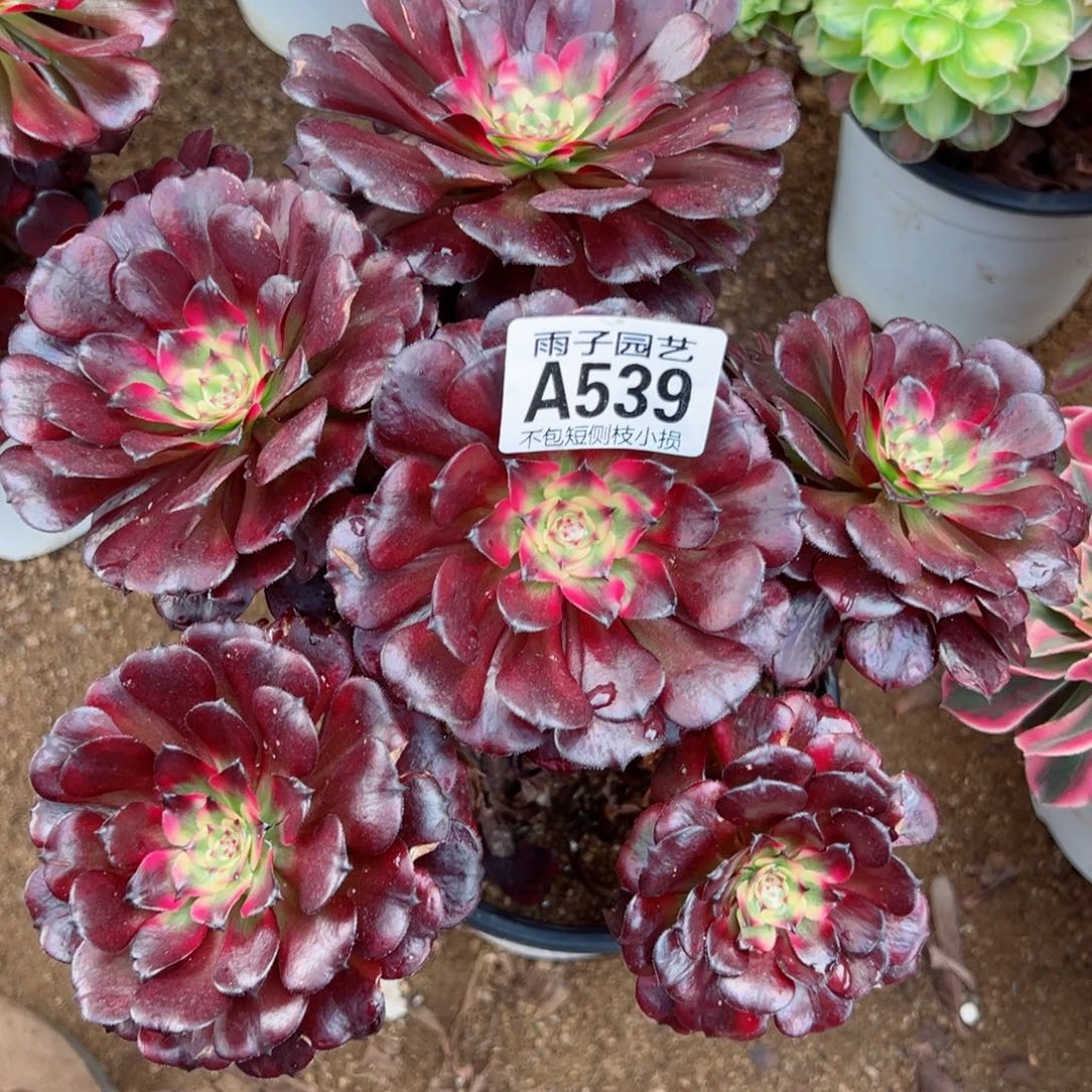 539美姬尺寸20左右