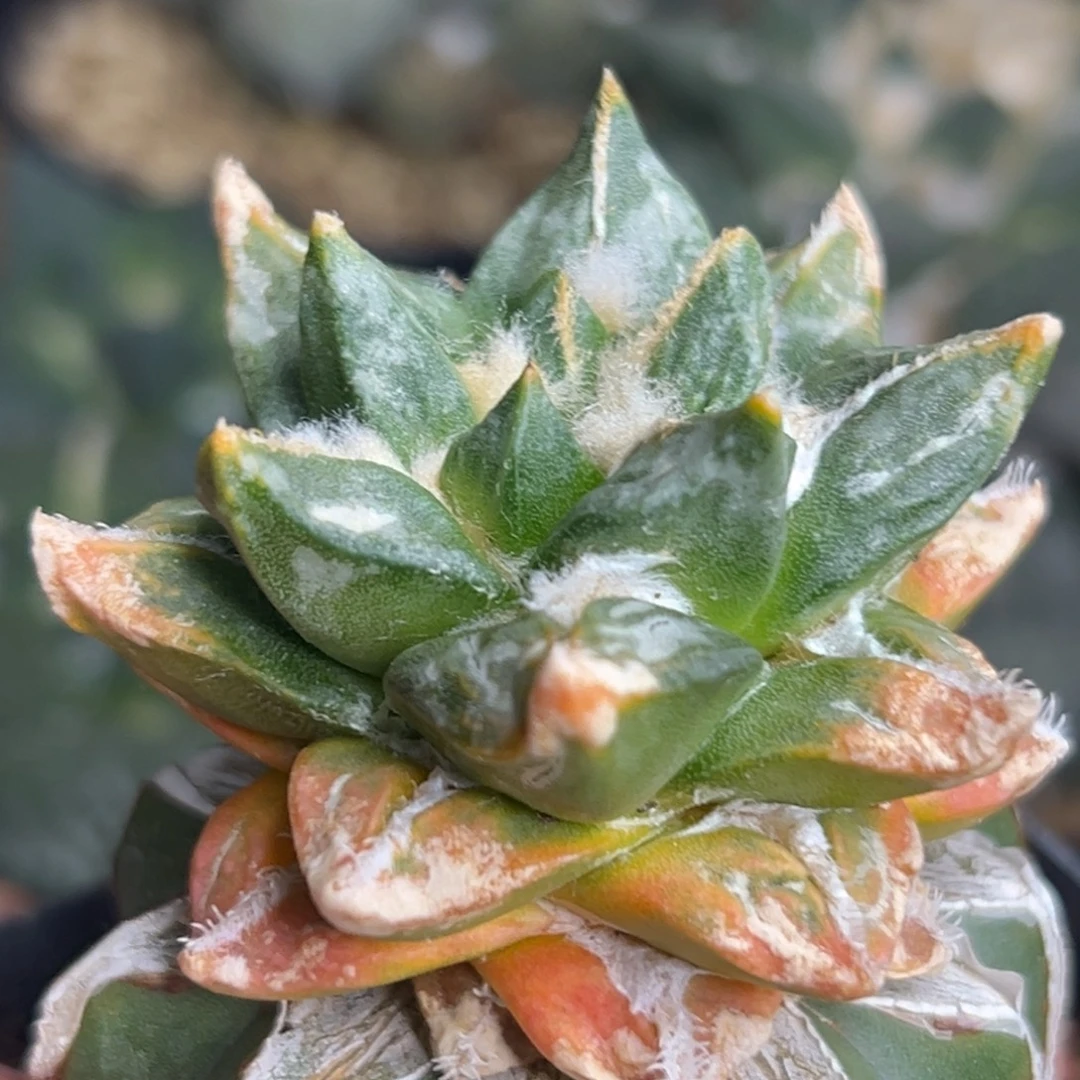 g***7480 仙人球仙人球