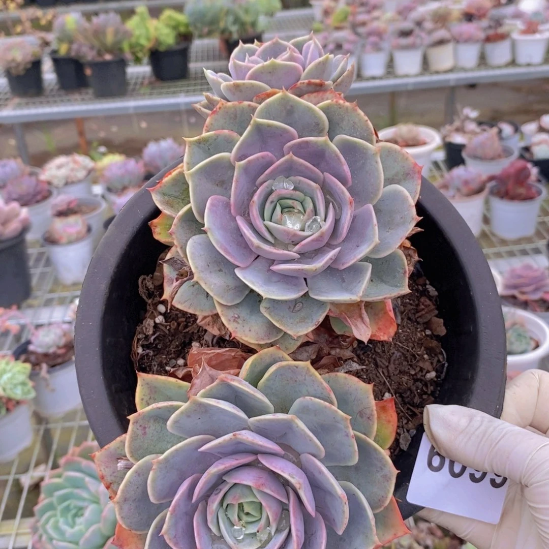 6099蓝色苍鹭一物一拍