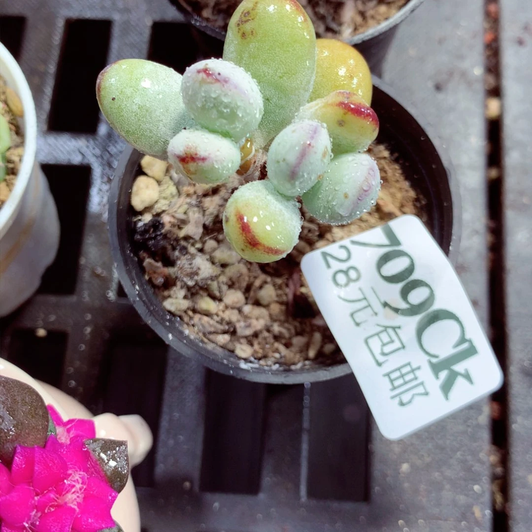 5厘米盆精控多肉709